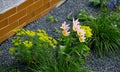 A playful, short tulip ideal for rock gardens and borders. flowerbed with gray gravel mulchÃÂ 